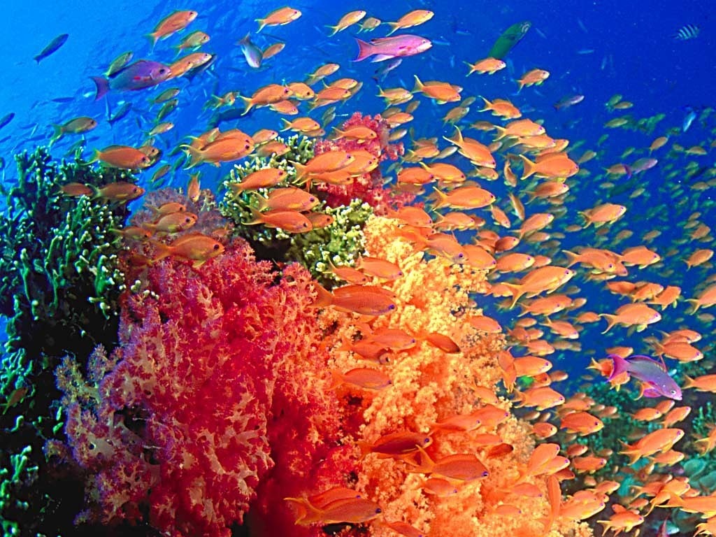 ocean life