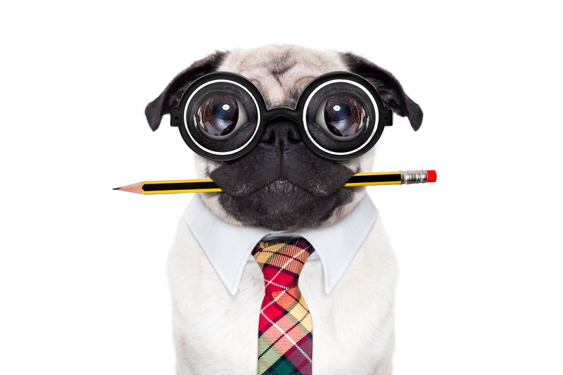 Dog nerd