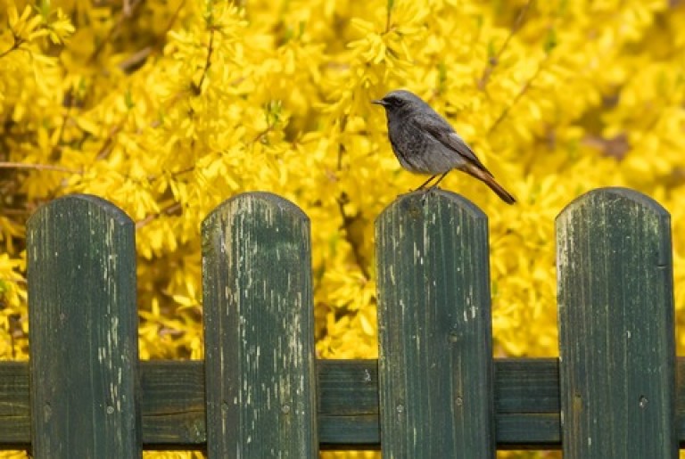 Bird on fence