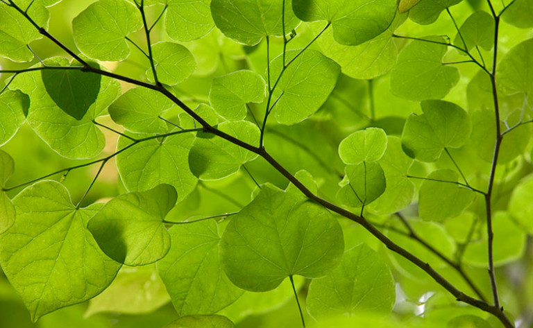 Redbud-Leaves_0138