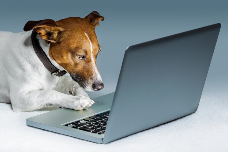 Dog blogging